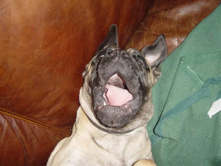 Bullmastiff Luna billede 13