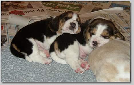 Beagle Molly - det er Molly der ligger øverst billede 8