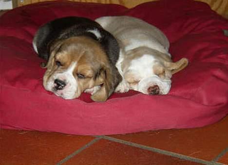 Beagle Molly - Molly med hendes søster billede 9