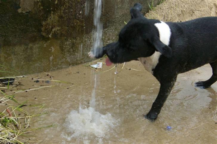 Staffordshire bull terrier Eya billede 14