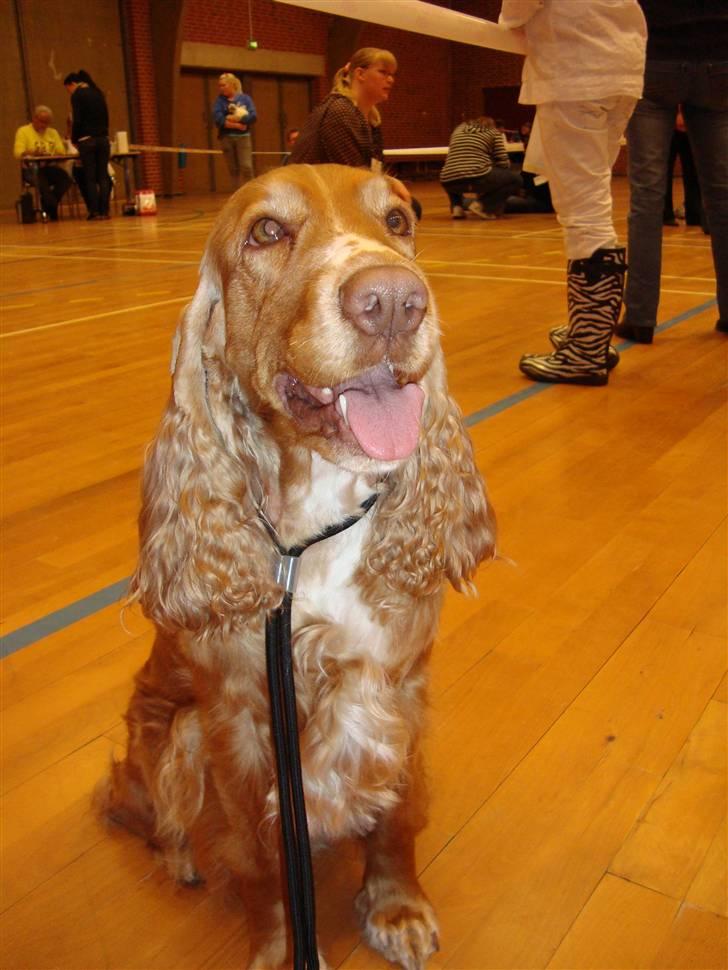 Cocker spaniel Molly billede 9
