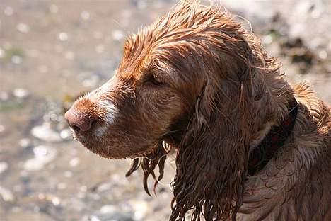 Cocker spaniel Molly billede 10