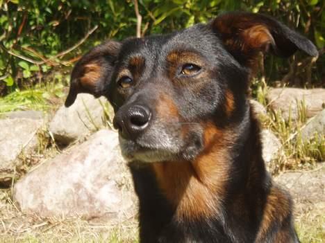 Blanding af racer Tulle(aflivet) - Prinsesse Tulle Blomst billede 1