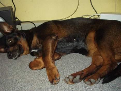 Blanding af racer Tulle(aflivet) - Tager lige en slapper(; billede 3