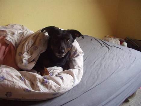 Blanding af racer Tulle(aflivet) - Rullet ind i dyne(; billede 4