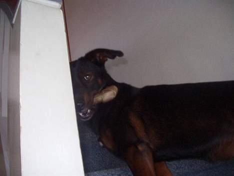 Blanding af racer Tulle(aflivet) - Min lille gavtyv(; billede 5