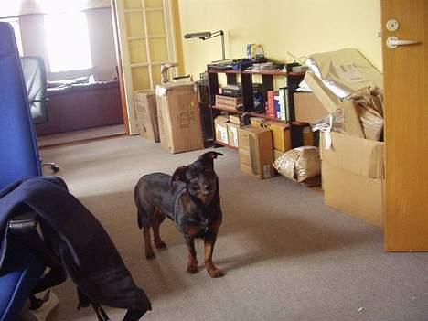 Blanding af racer Tulle(aflivet) - "Hva sker der?" billede 6