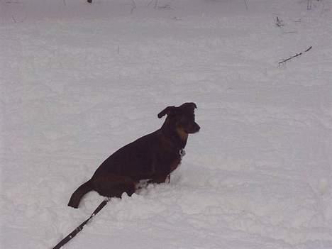 Blanding af racer Tulle(aflivet) - Uhh, sneen er kold(; billede 7