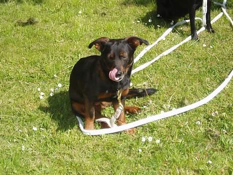 Blanding af racer Tulle(aflivet) - "Sad der noget på min snude?" billede 8