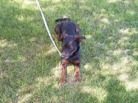 Blanding af racer Tulle(aflivet) - Hygge i skyggen(; billede 9