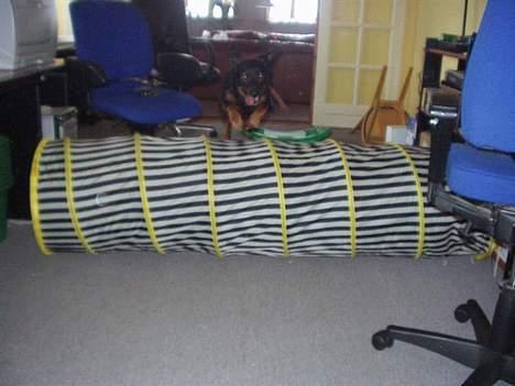 Blanding af racer Tulle(aflivet) - Hopla(; (Undskyld kvaliteten) billede 10