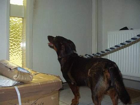 Blanding af racer Tulle(aflivet) - På vej på tur(; billede 11