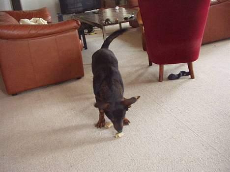 Blanding af racer Tulle(aflivet) - " Mmmm Tyggeben, og de er mine" billede 12