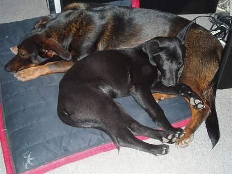 Blanding af racer Tulle(aflivet) - Tulle passer på lille Nala(; (Da Nala var hvalp) billede 13