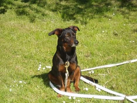 Blanding af racer Tulle(aflivet) billede 14