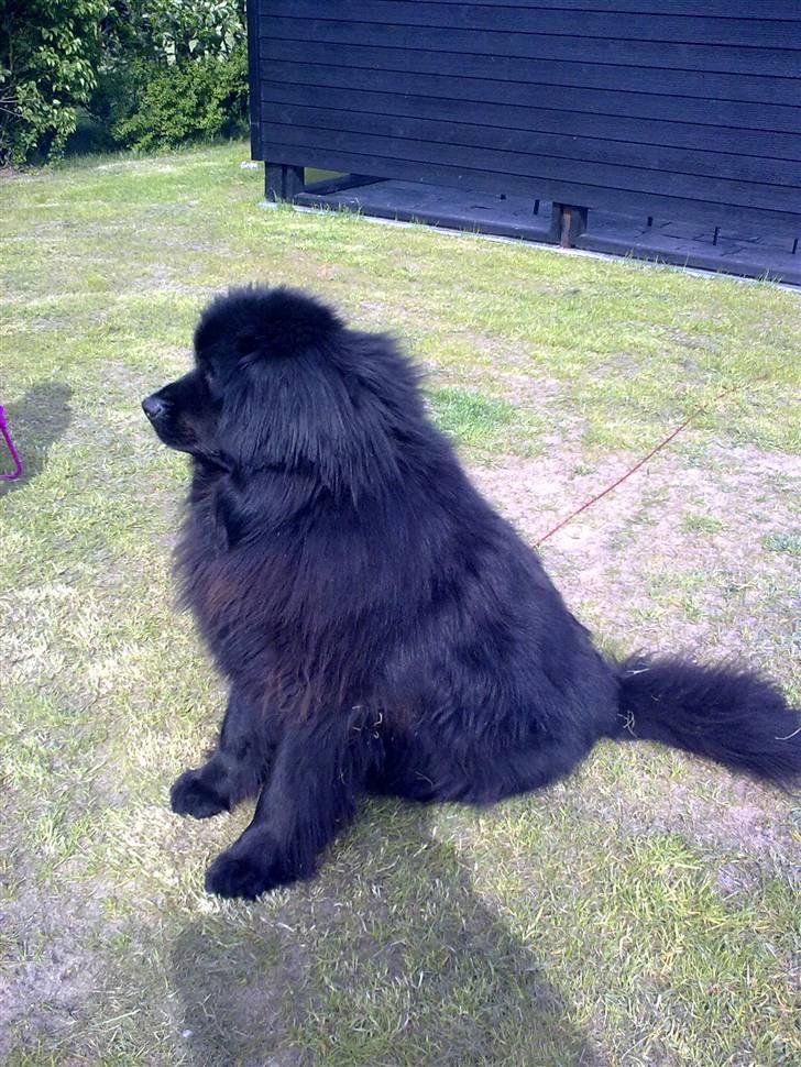 Newfoundlænder Maximus billede 1