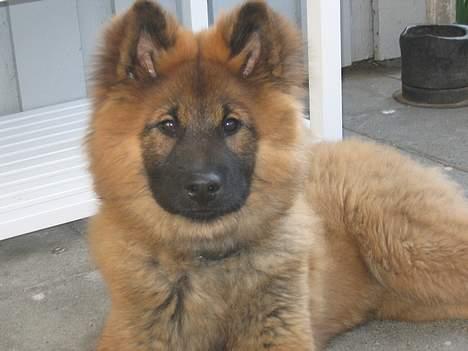Eurasier E-buffy billede 1