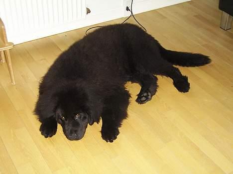 Newfoundlænder Maximus billede 2