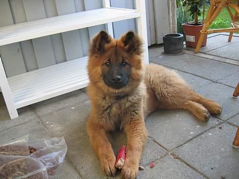 Eurasier E-buffy billede 2