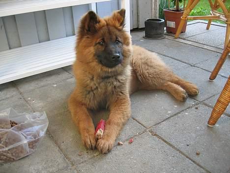 Eurasier E-buffy billede 3
