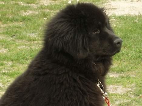 Newfoundlænder Maximus billede 3