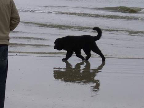 Newfoundlænder Maximus billede 4