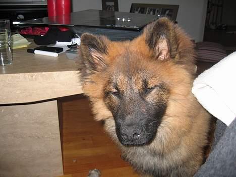 Eurasier E-buffy billede 4