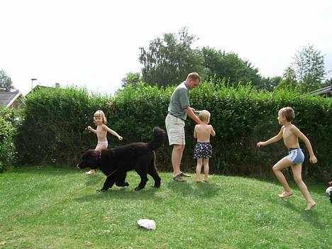 Newfoundlænder Maximus billede 5