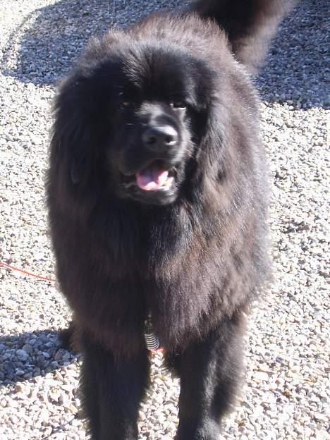 Newfoundlænder Maximus billede 6