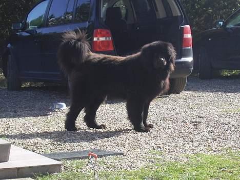 Newfoundlænder Maximus billede 7