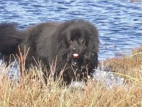 Newfoundlænder Maximus billede 8