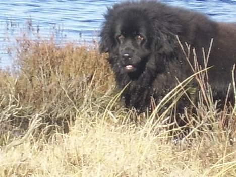 Newfoundlænder Maximus billede 9