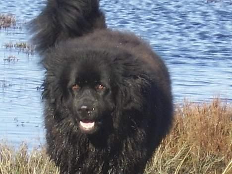 Newfoundlænder Maximus billede 10