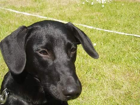 Blanding af racer Labrador/Münstlænder Nala - Prinsesse Nala Solstråle billede 1
