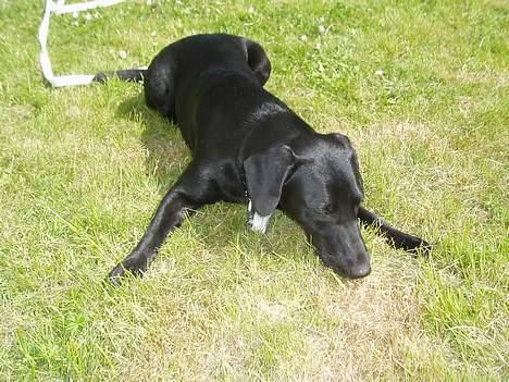 Blanding af racer Labrador/Münstlænder Nala - "Er du klar til at lege?" billede 2