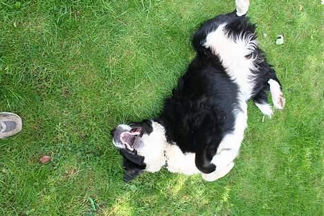 Blanding af racer <3HERCULES<3 billede 8