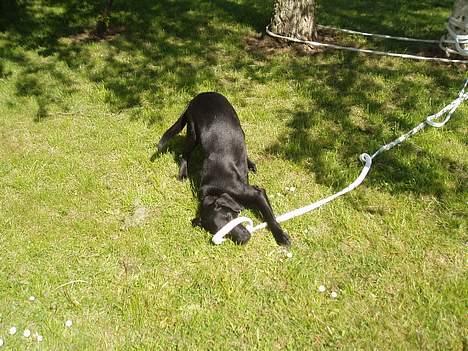 Blanding af racer Labrador/Münstlænder Nala - "For ellers leger jeg bare med mig selv!" billede 3