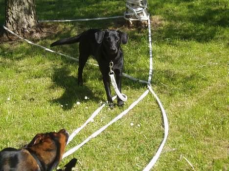 Blanding af racer Labrador/Münstlænder Nala - Nala udenfor i solskinnet(; billede 4