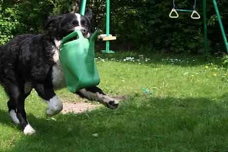 Blanding af racer <3HERCULES<3 billede 9