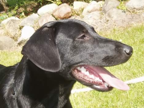 Blanding af racer Labrador/Münstlænder Nala - Nala den dejlige(; billede 6