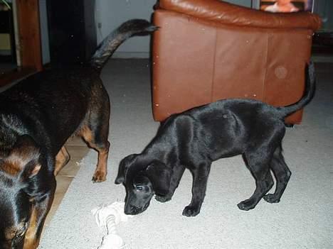 Blanding af racer Labrador/Münstlænder Nala - Nala da hun var en lille hvalp(; billede 7