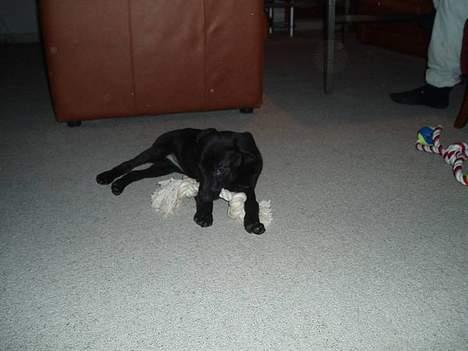 Blanding af racer Labrador/Münstlænder Nala - Hvalpe Nala med sit første stykke legetøj(; billede 8