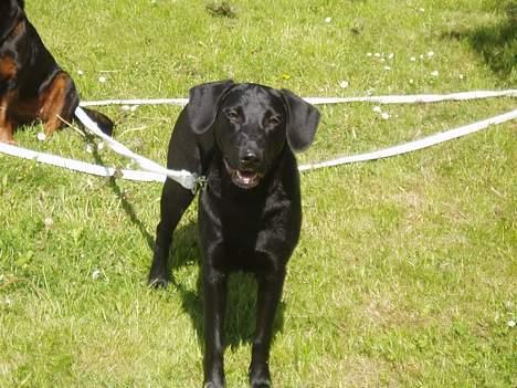 Blanding af racer Labrador/Münstlænder Nala - Hvor er du dejlig Nala skath(; billede 9