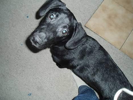 Blanding af racer Labrador/Münstlænder Nala - Klare blå øjne(; billede 10