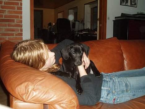 Blanding af racer Labrador/Münstlænder Nala - Nala den dag hun kom hjem(; billede 11