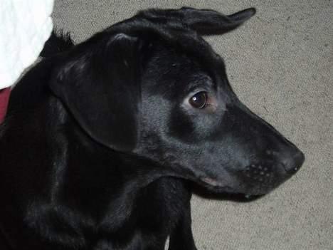 Blanding af racer Labrador/Münstlænder Nala - Er bare vild med det billede(; billede 12