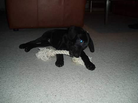 Blanding af racer Labrador/Münstlænder Nala - Hvalpe Nala med sit første stykke legetøj(; billede 13