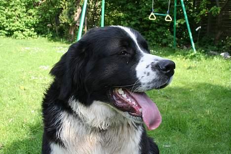 Blanding af racer <3HERCULES<3 billede 10