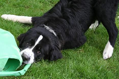 Blanding af racer <3HERCULES<3 billede 11