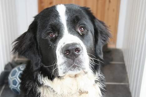 Blanding af racer <3HERCULES<3 billede 12